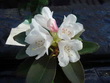 R. pachysanthum